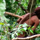 Imagen para el artículo titulado Muere Man of the hole, el ultimo hombre de una tribu amazónica sin contacto con el mundo exterior